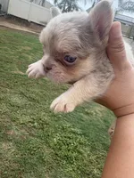 Rocky, a male French Bulldog for sale in Murrieta, CA – 3 of 4
