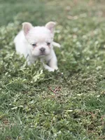 Yetti, a male French Bulldog for sale in Murrieta, CA – 8 of 9