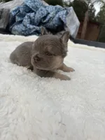Gucci, a male French Bulldog for sale in Murrieta, CA – 6 of 8