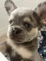 Smoky, a male French Bulldog for sale in Murrieta, CA – 1 of 9