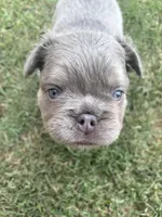 Smoky, a male French Bulldog for sale in Murrieta, CA – 6 of 9