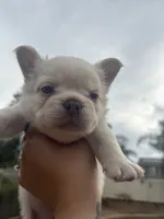 Yetti, a male French Bulldog for sale in Murrieta, CA – 6 of 9