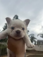 Yetti, a male French Bulldog for sale in Murrieta, CA – 2 of 9