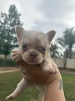 Rocky, a male French Bulldog for sale in Murrieta, CA – 1 of 4