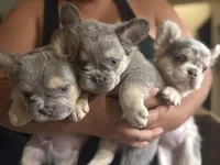 Gucci, a male French Bulldog for sale in Murrieta, CA – 3 of 8