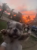 Patches, a male French Bulldog for sale in Murrieta, CA – 3 of 9