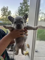Smoky, a male French Bulldog for sale in Murrieta, CA – 5 of 9