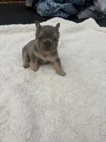 Gucci, a male French Bulldog for sale in Murrieta, CA – 2 of 8