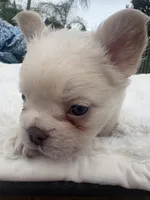Yetti, a male French Bulldog for sale in Murrieta, CA – 3 of 9