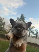 Smoky, a male French Bulldog for sale in Murrieta, CA – 7 of 9