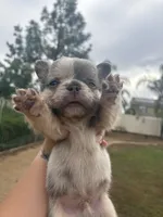 Patches, a male French Bulldog for sale in Murrieta, CA – 9 of 9