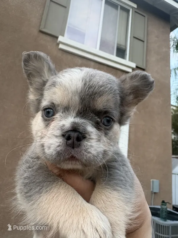 Patches – French Bulldog puppy for sale in Murrieta, CA