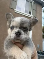 Patches, a male French Bulldog for sale in Murrieta, CA – 1 of 9