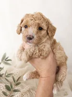 Huck, a male Miniature Aussiedoodle for sale in Byron, GA – 4 of 10
