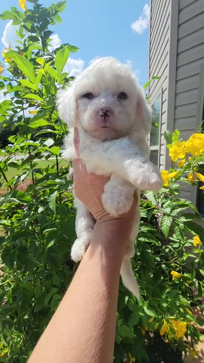 Sugar, a female Miniature Aussiedoodle for sale in Byron, GA – 10 of 10