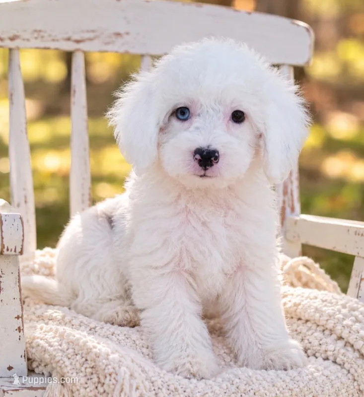 Sugar – Miniature Aussiedoodle puppy for sale in Byron, GA