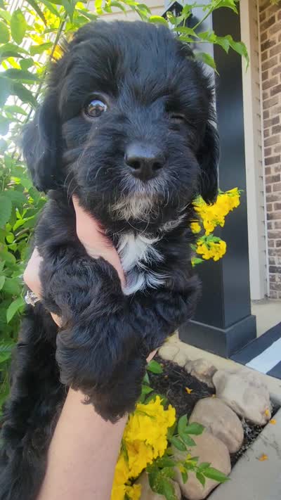 Mabel, a female Miniature Aussiedoodle for sale in Byron, GA – 10 of 10