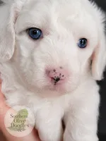 Sugar, a female Miniature Aussiedoodle for sale in Byron, GA – 6 of 10