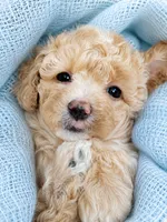 Huck, a male Miniature Aussiedoodle for sale in Byron, GA – 5 of 10
