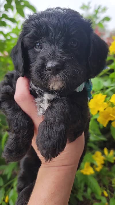 Mabel, a female Miniature Aussiedoodle for sale in Byron, GA – 9 of 10