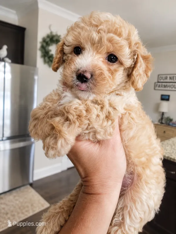Huck – Miniature Aussiedoodle puppy for sale in Byron, GA