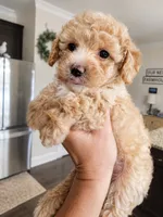 Huck, a male Miniature Aussiedoodle for sale in Byron, GA – 1 of 10