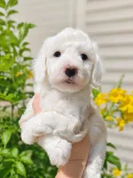 Sawyer, a male Miniature Aussiedoodle for sale in Byron, GA – 8 of 10