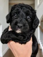 Mabel, a female Miniature Aussiedoodle for sale in Byron, GA – 8 of 10