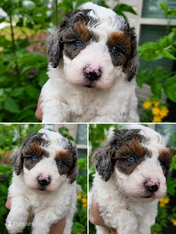 Scout – Miniature Aussiedoodle puppy for sale in Byron, GA