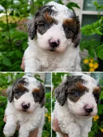 Scout, a male Miniature Aussiedoodle for sale in Byron, GA – 1 of 10