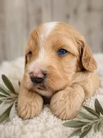 Mason, a male Miniature Aussiedoodle for sale in Byron, GA – 4 of 9