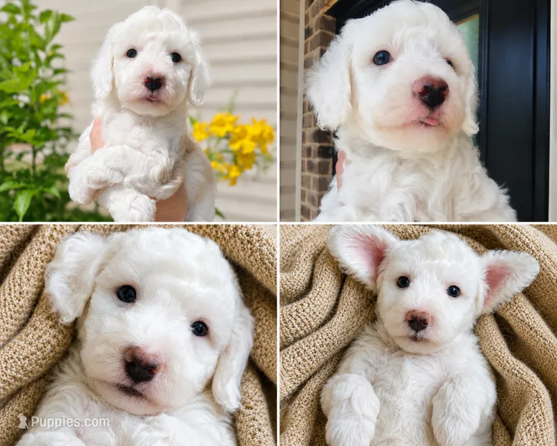 Sawyer – Miniature Aussiedoodle puppy for sale in Byron, GA