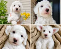 Sawyer, a male Miniature Aussiedoodle for sale in Byron, GA – 1 of 10