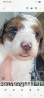Scout, a male Miniature Aussiedoodle for sale in Byron, GA – 4 of 10