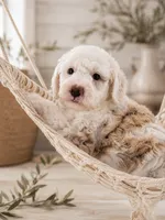 Sawyer, a male Miniature Aussiedoodle for sale in Byron, GA – 3 of 10