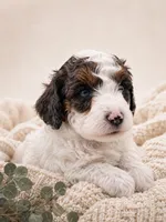 Scout, a male Miniature Aussiedoodle for sale in Byron, GA – 5 of 10