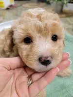 Huck, a male Miniature Aussiedoodle for sale in Byron, GA – 3 of 10