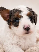 Scout, a male Miniature Aussiedoodle for sale in Byron, GA – 9 of 10