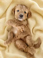 Mason, a male Miniature Aussiedoodle for sale in Byron, GA – 2 of 9