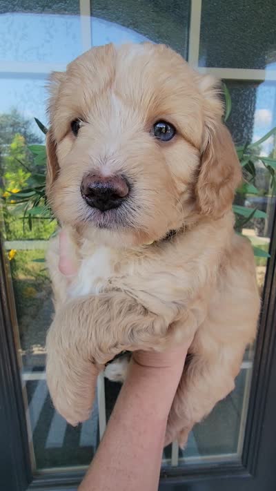 Mason, a male Miniature Aussiedoodle for sale in Byron, GA – 9 of 9