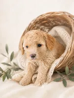 Huck, a male Miniature Aussiedoodle for sale in Byron, GA – 6 of 10
