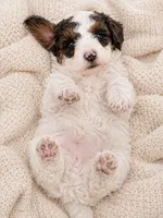 Scout, a male Miniature Aussiedoodle for sale in Byron, GA – 7 of 10