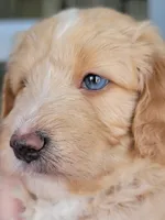 Mason, a male Miniature Aussiedoodle for sale in Byron, GA – 5 of 9