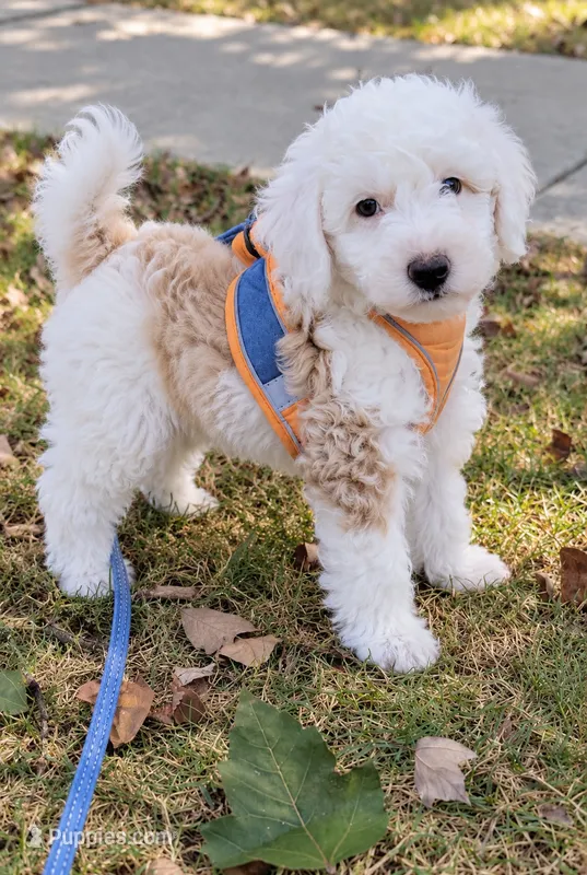 Sawyer – Miniature Aussiedoodle puppy for sale in Byron, GA