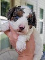 Scout, a male Miniature Aussiedoodle for sale in Byron, GA – 8 of 10