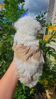 Sawyer, a male Miniature Aussiedoodle for sale in Byron, GA – 2 of 10