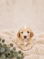 Mason, a male Miniature Aussiedoodle for sale in Byron, GA – 6 of 9
