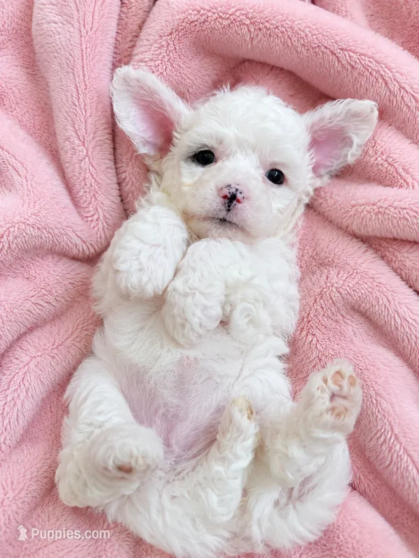 Sugar – Miniature Aussiedoodle puppy for sale in Byron, GA