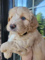 Mason, a male Miniature Aussiedoodle for sale in Byron, GA – 8 of 9