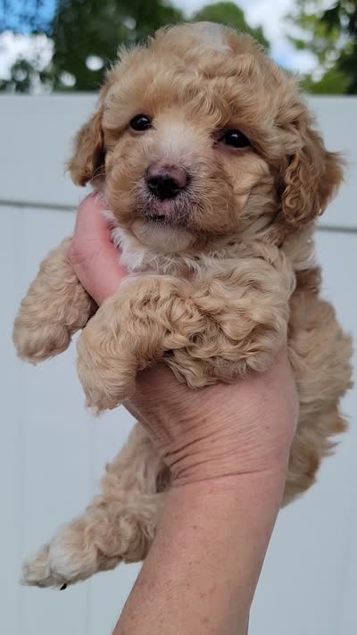 Huck, a male Miniature Aussiedoodle for sale in Byron, GA – 10 of 10